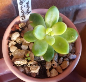 Sedum Shangrilá Variegata Foto da Muda Cuidados com Suculenta