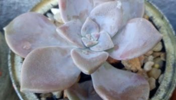 Graptopetalum Pentadrum Moran – Como Cuidar Suculenta Nativa