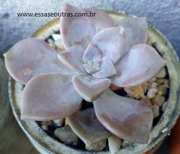 suculenta-graptopetalum-pentandrum-moran-