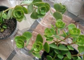Sedum Ternatum – Muda de Suculenta Rasteira ou Pendente