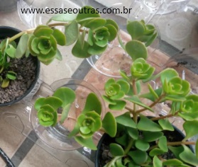Sedum Ternatum – Muda de Suculenta Rasteira ou Pendente
