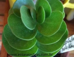 Portulaca Molokienses – Muda da Suculenta Arbustiva