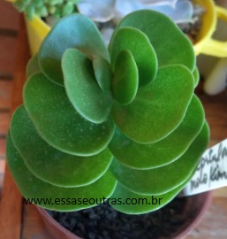 Portulaca Molokienses – Muda da Suculenta Arbustiva