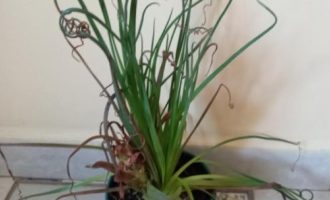 Suculenta Espiral – Albuca Spiralis – Foto da Muda e Cuidados