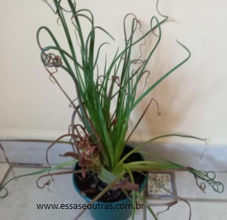 Suculenta Espiral – Albuca Spiralis – Foto da Muda e Cuidados