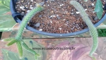 Cacto Rabo de Rato – Foto da Muda, Como Regar, Adubar, Solo