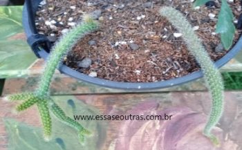 Cacto Rabo de Rato – Foto da Muda, Como Regar, Adubar, Solo