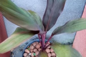 Dracena Vermelha – Como Cuidar do Cordiline Avermelhado