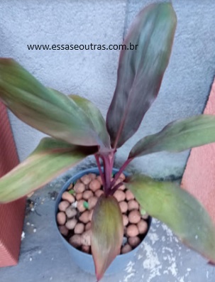 Dracena Vermelha – Como Cuidar do Cordiline Avermelhado