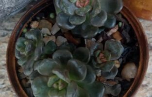 Graptosedum Adria Babaloo Suculenta Hibrida, Origem e Cuidados