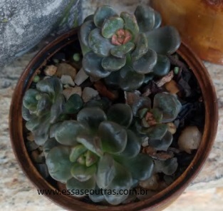 Graptosedum Adria Babaloo Suculenta Hibrida, Origem e Cuidados