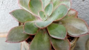 Echeveria Aquamarine Suculenta com Bordas Vermelhas Cuidados