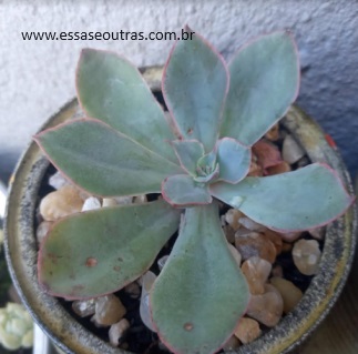 echeveria-aquamarine-foto-da-muda-