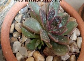 Echeveria Agavoides Black Queen – Suculenta de Folhas Vermelhas