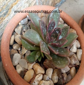Echeveria Agavoides Black Queen – Suculenta de Folhas Vermelhas