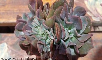 Echeveria Daker Wader Cristata – Muda, Flor da Suculenta Cristata