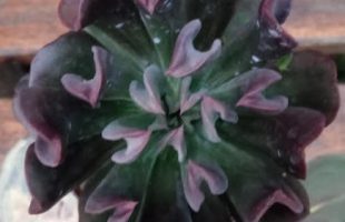 Echeveria Dark Vader Linda – Suculenta Hibrida, Muda e Origem