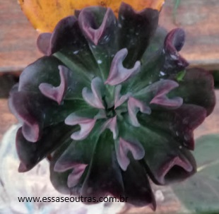 Echeveria Dark Vader Linda – Suculenta Hibrida, Muda e Origem