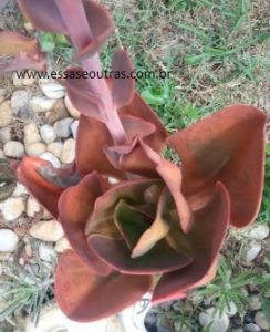 echeveria-mauna-brasileira-