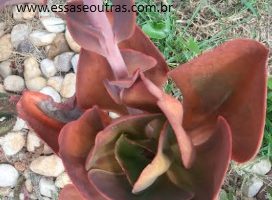 Echeveria Monalisa e Mauna Brasileira – Diferenças e Cuidados