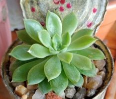 Echeveria Mebina Colônia de Suculenta com Pontas Avermelhadas