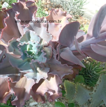 echeveria-monalisa-gibbiflora-