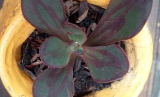 Echeveria Nodulosa de Folha Larga Paint Beauty – Cuidar