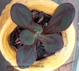 Echeveria Nodulosa de Folha Larga Paint Beauty – Cuidar