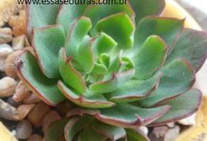 Echeveria yangjin – Suculenta Hibrida da Purpusorum, Muda e Cuidar