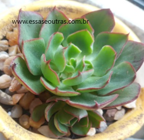 Echeveria yangjin – Suculenta Hibrida da Purpusorum, Muda e Cuidar