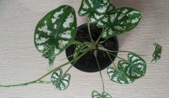 Mini Caladium Branco – Sapatinho de Nossa Senhora ou Tinhorão