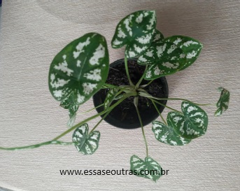 Mini Caladium Branco – Sapatinho de Nossa Senhora ou Tinhorão