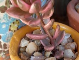 Lenopetalum Chocolate And Strawberries Variegata – Foto da Muda