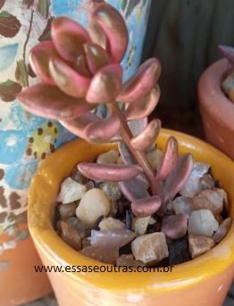 Lenopetalum Chocolate And Strawberries Variegata – Foto da Muda