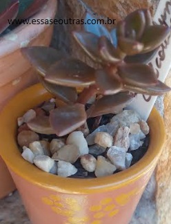 lenopetalum-chocolate-foto-da-muda-