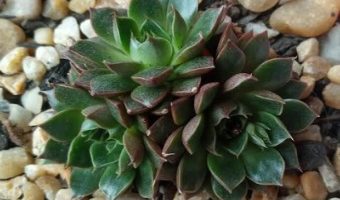 Mini Echeveria Yamatomini – Suculenta Hibrida da Purpusorum