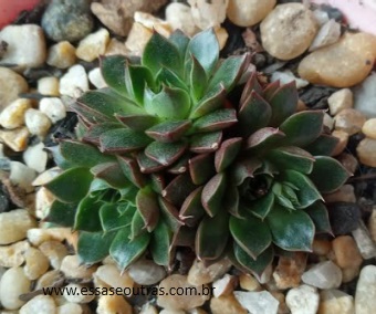 Mini Echeveria Yamatomini – Suculenta Hibrida da Purpusorum