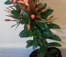 Ixora Coccinea Laranja ou Coral – Origem da Planta e Cuidados