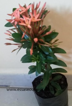 Ixora Coccinea Laranja ou Coral – Origem da Planta e Cuidados