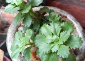 Sedum Tekesimense Atlantis – Como Fazer Muda e Cuidar