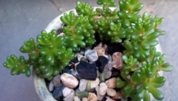 Sedum Rubrotictum Redberry – Suculenta Jujuba, Cacho de Uva