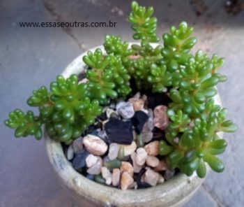 Sedum Rubrotictum Redberry – Suculenta Jujuba, Cacho de Uva