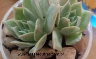 Sedum Suaveolens Como Cuidar de Suculenta, Adaptação ao Sol