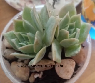 Sedum Suaveolens Como Cuidar de Suculenta, Adaptação ao Sol