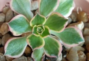 Aeonium Sunburst – Como Cuidar, Fazer Muda, Sol e Rega