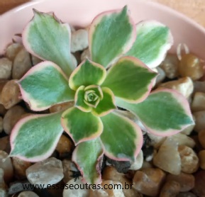 Aeonium Sunburst – Como Cuidar, Fazer Muda, Sol e Rega