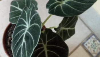 Alocasia Black  Velvet – Alocasia Negra, Como Cuidar