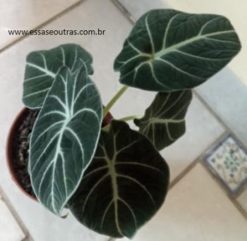 Alocasia Black  Velvet – Alocasia Negra, Como Cuidar