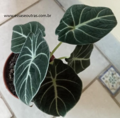 alocasia-black-velvet-planta-
