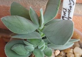 Crassula Dubia Cotyledonis Thunberg Suculenta Folhas Redondas